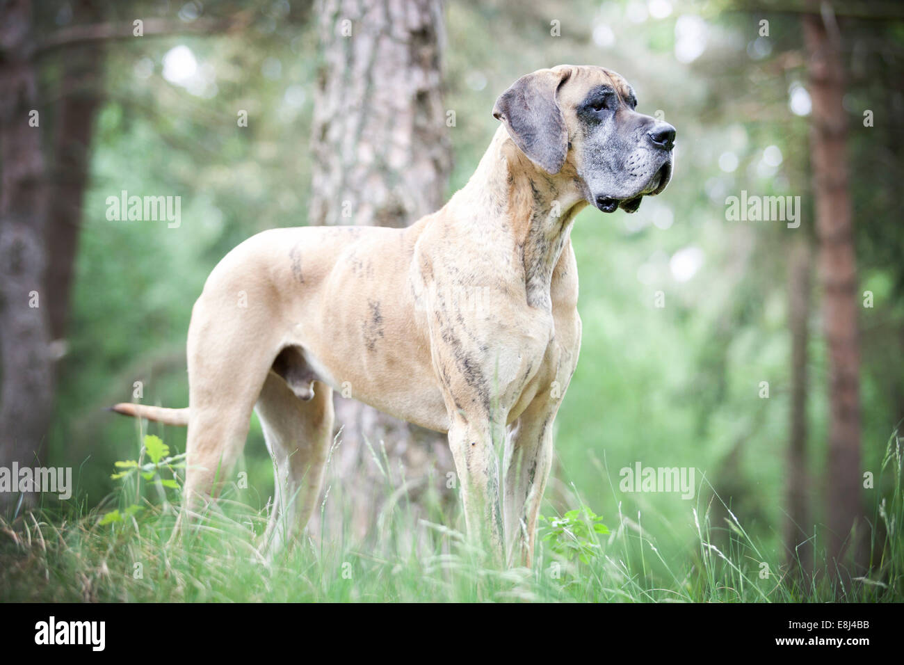 Dogue Allemand bringé, jaune, Comité permanent Banque D'Images