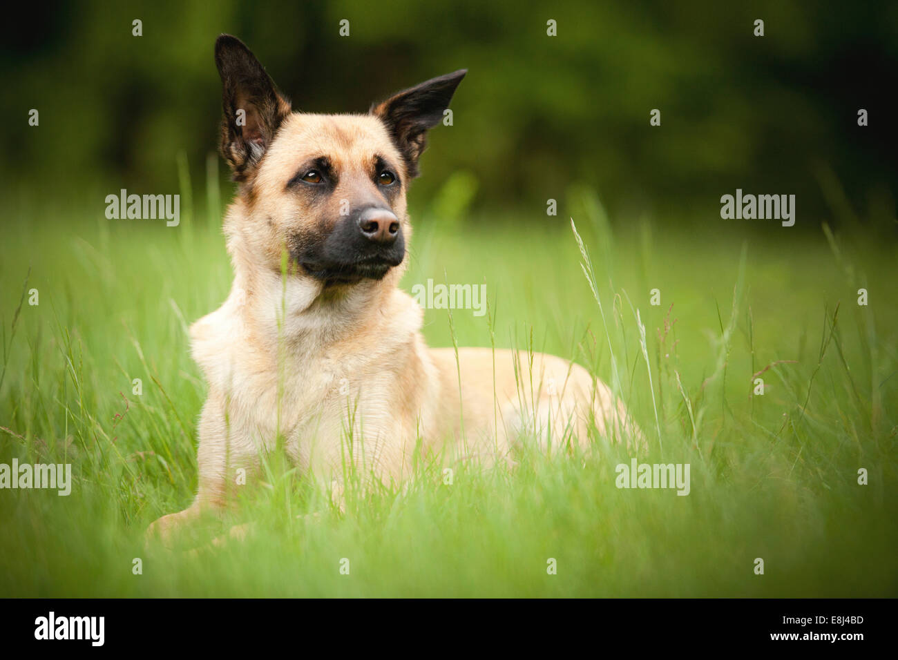 Chien de Berger, de race mélangée, femme, la crème, le mensonge Banque D'Images Chien de Berger, de race mélangée, femme, la crème, le mensonge Banque D'Images