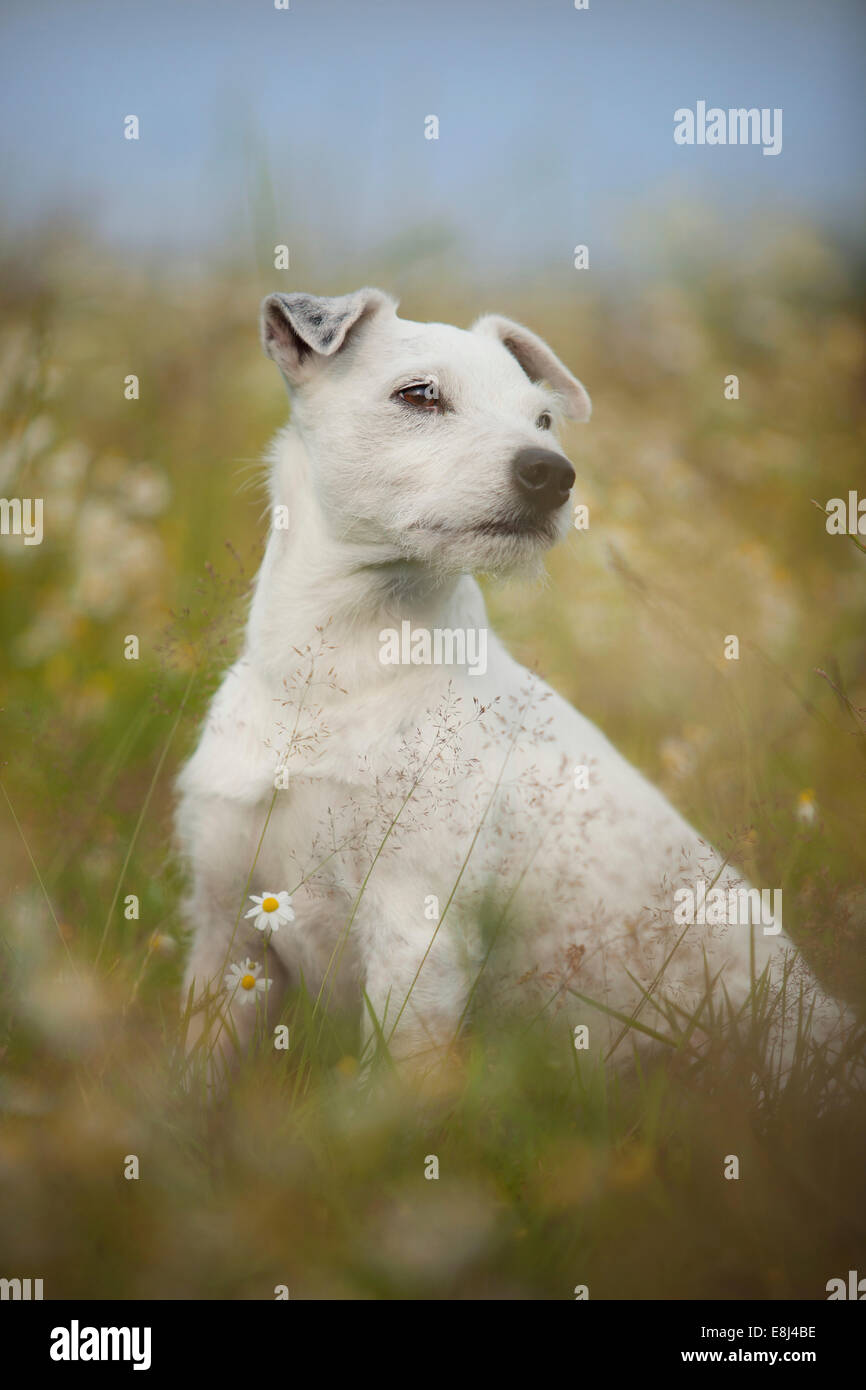 Jack Russell Terrier - Parson Russell, homme, assis dans le pré Banque D'Images