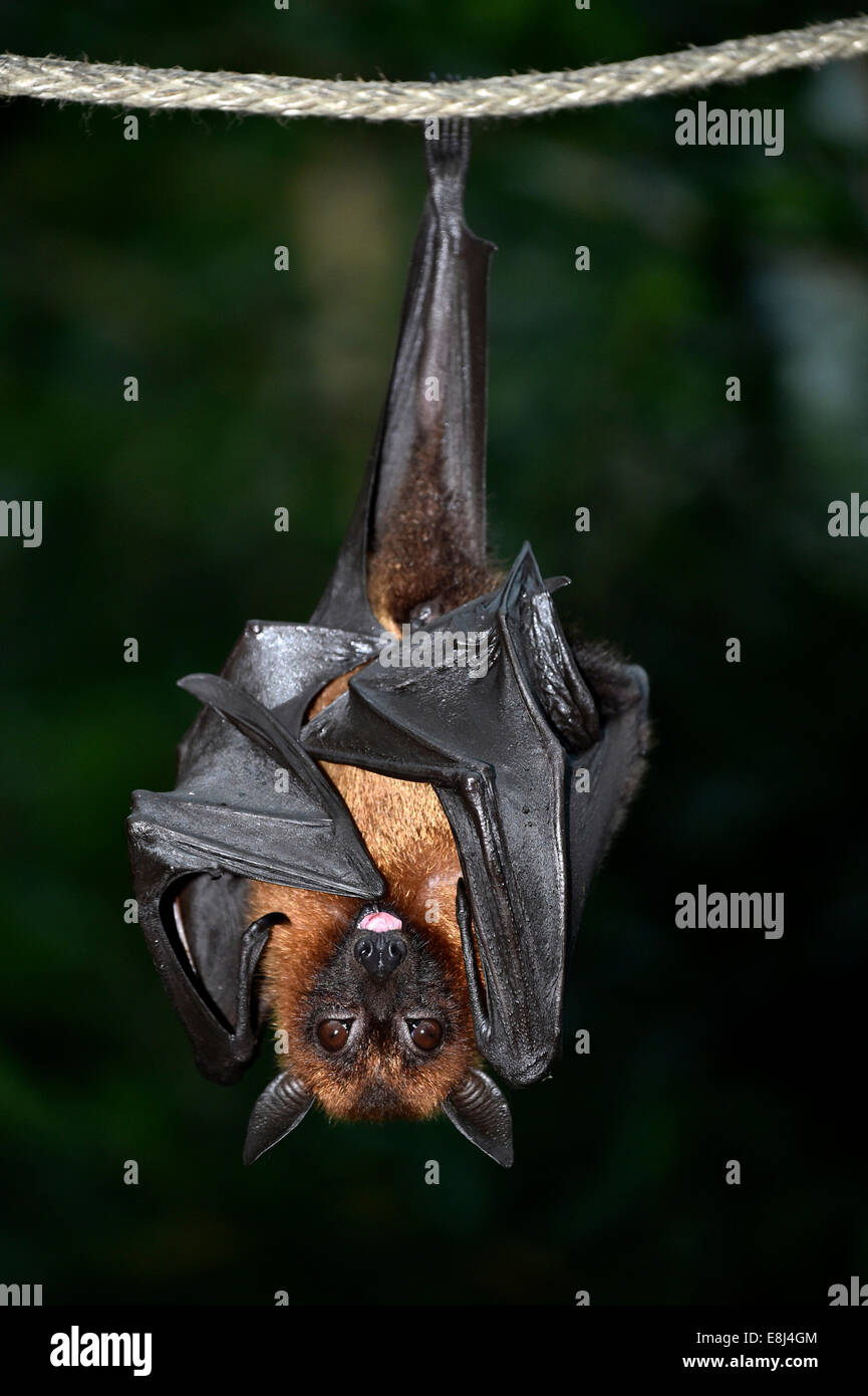 Flying Fox (Pteropus sp.), originaire d'Asie du Sud-Est, captive Banque D'Images