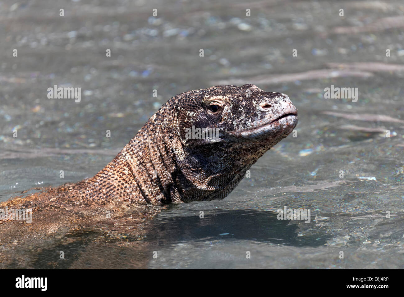 Dragon de Komodo (Varanus komodoensis) nager dans la mer, le Parc National de Komodo, Site du patrimoine mondial de l'UNESCO, l'île de Komodo Banque D'Images