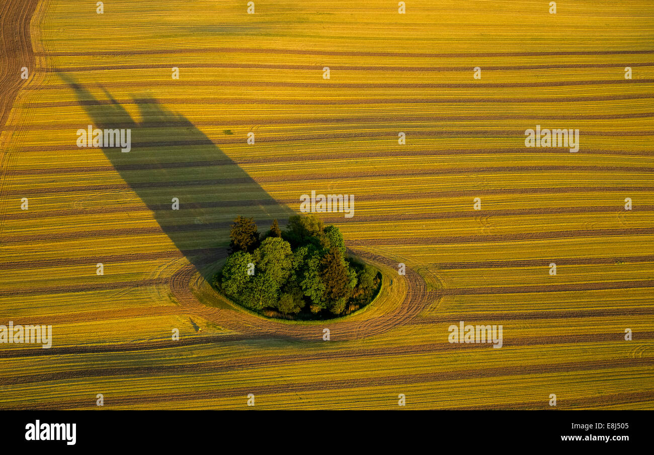 Champ moissonné avec groupe d'arbres et de grandes ombres, Stuer, Mecklembourg-Poméranie-Occidentale, Allemagne Banque D'Images