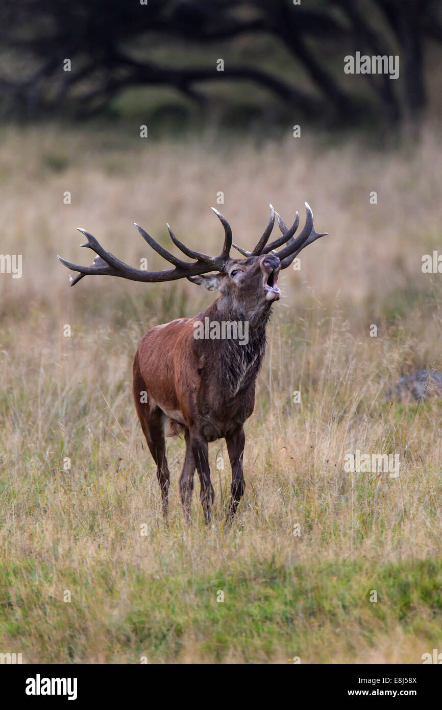 Red Deer (Cervus elaphus), Copenhague, Danemark Banque D'Images