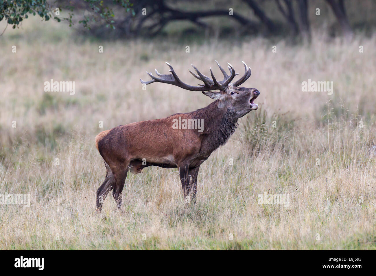 Red Deer (Cervus elaphus) stag en brames, rut, Copenhague, Danemark Banque D'Images