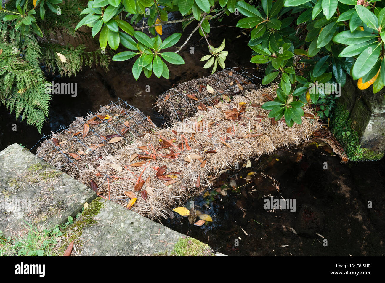 Balles de paille d'orge utilisées dans un ruisseau pour clarifier un étang de jardin - la paille produit du peroxyde qui contrôle la croissance des algues (UK) Banque D'Images
