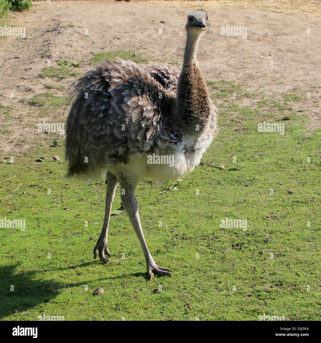 Le nandou de Darwin ou moins nandou (Rhea pennata, Rhea darwinii, Pterocnemia pennata) Banque D'Images