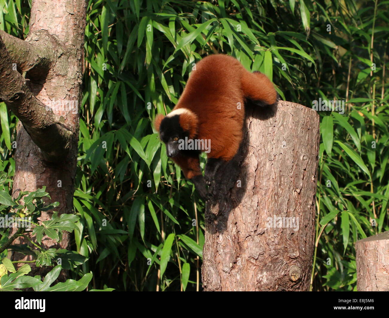 Action close-up of a red gélinotte (lemur (Le Varecia variegata rubra)) Banque D'Images