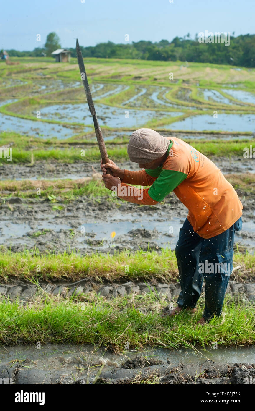 Homme travaillant sur le champ de riz sur l'île de Bali, Indonésie Banque D'Images