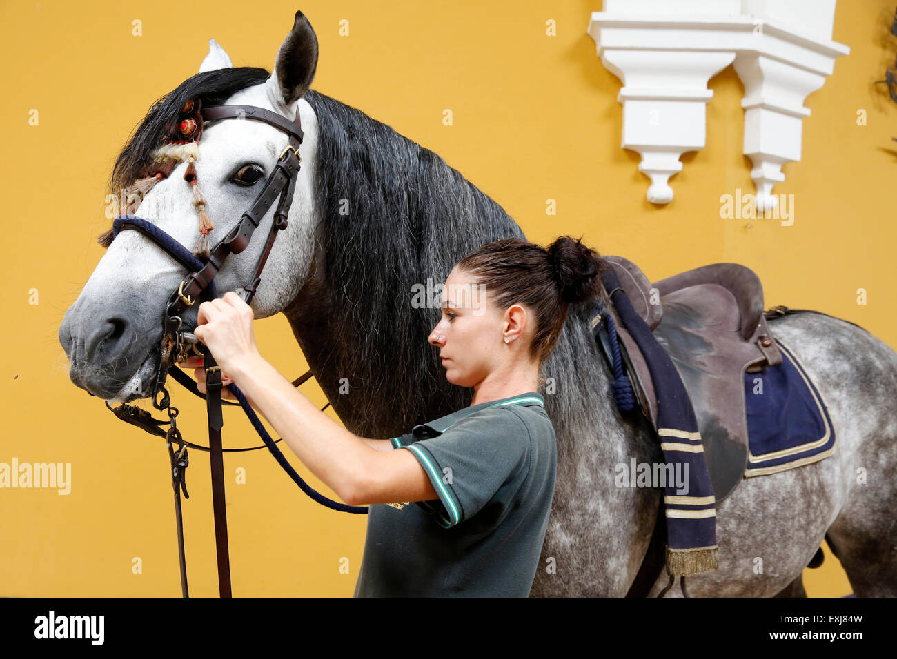 L'école royale andalouse d'art équestre Préparation d'un cheval Banque D'Images
