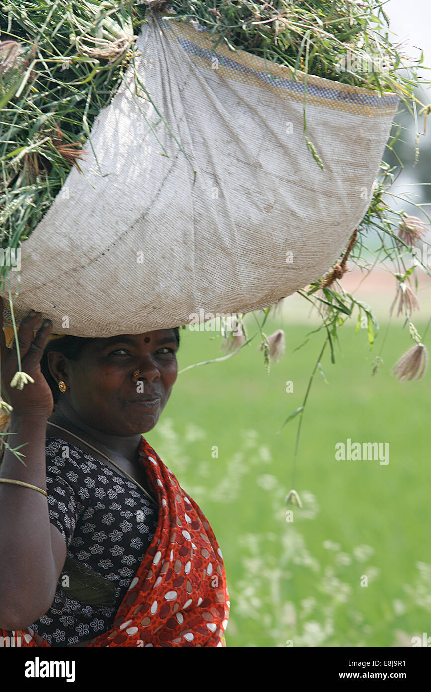 La vie rurale dans la région de Tamil Nadu. Banque D'Images