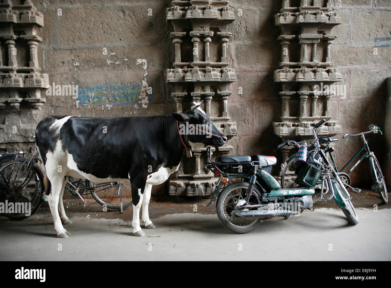 Vache sacrée. Srirangam temple. Banque D'Images