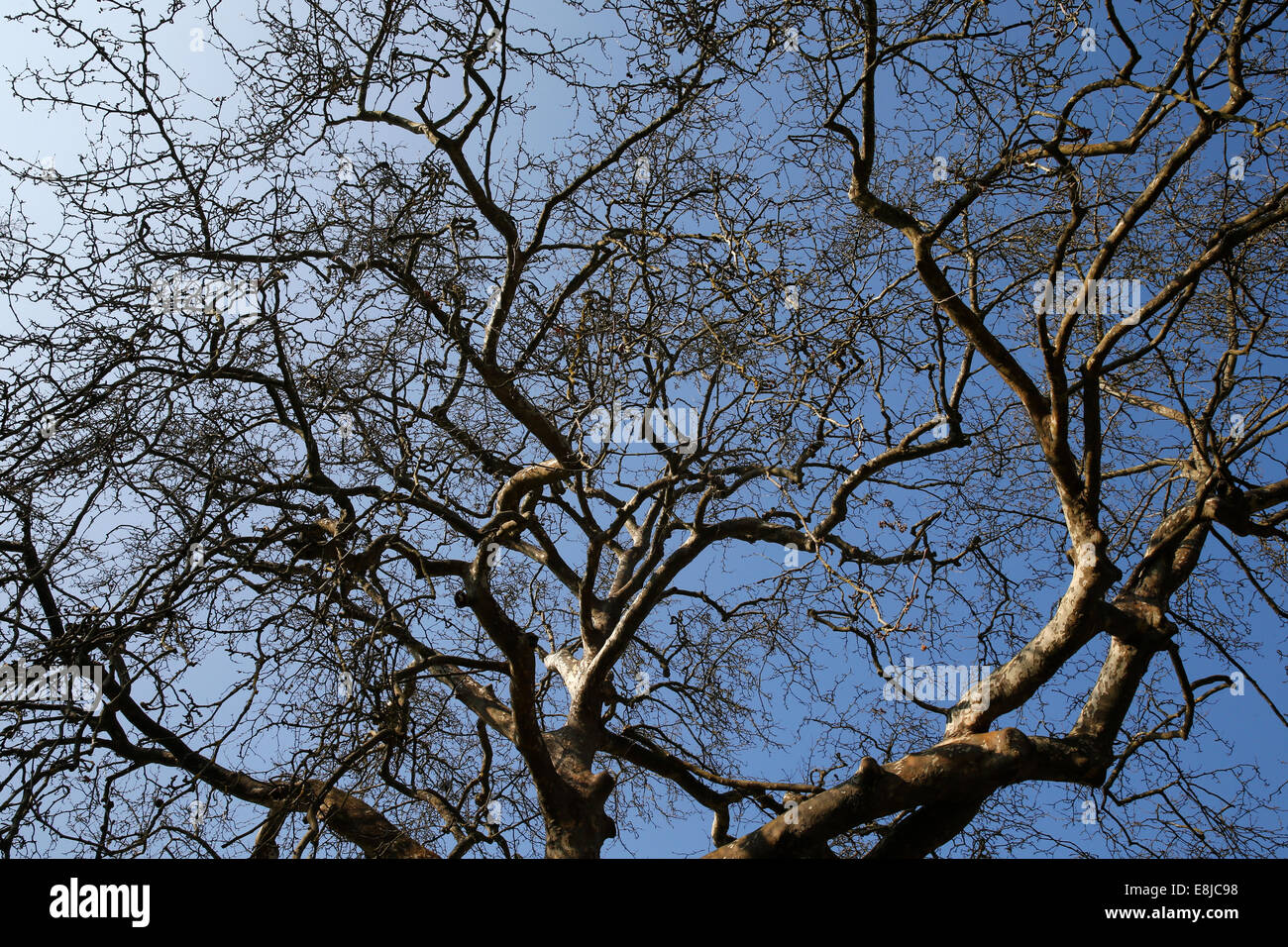 Arbre en hiver. Banque D'Images