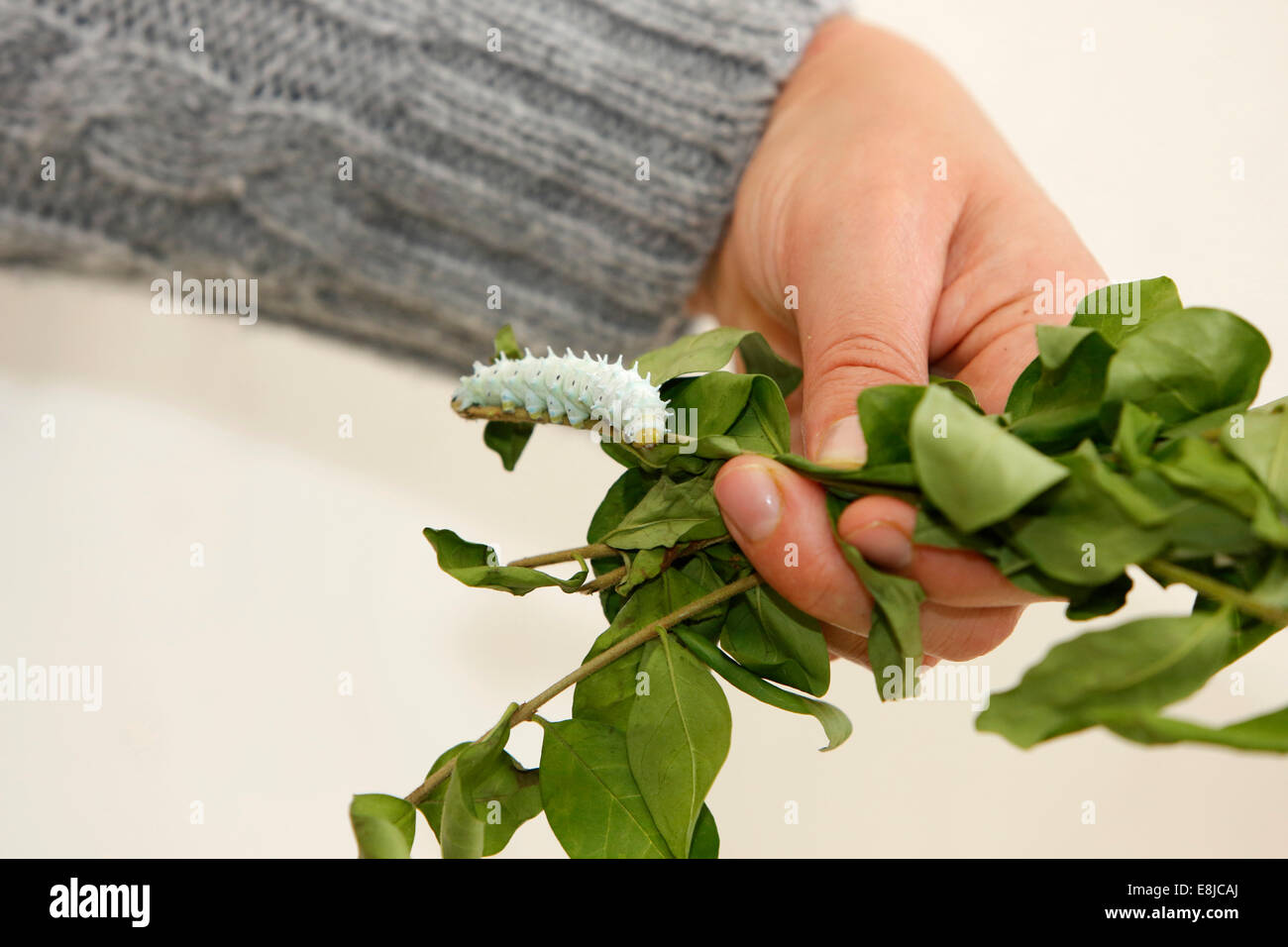 Ecole primaire - cours de biologie Banque D'Images