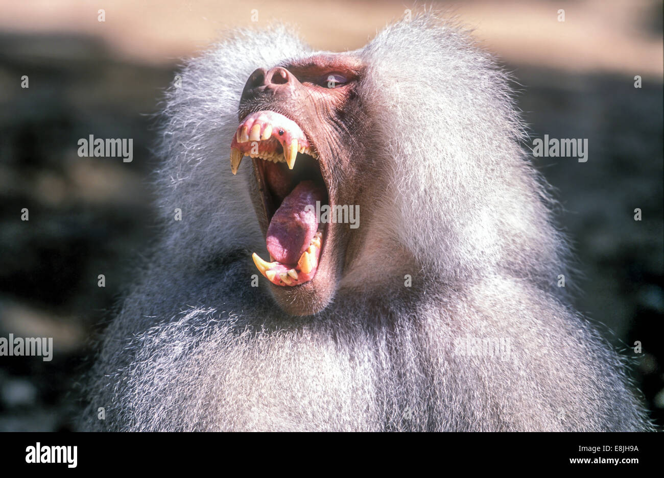 Mâle Dominant grognements babouin Hamadryas (Papio hamadryas). Les babouins sont des animaux sociaux qui vivent dans les plaines et forêt Banque D'Images