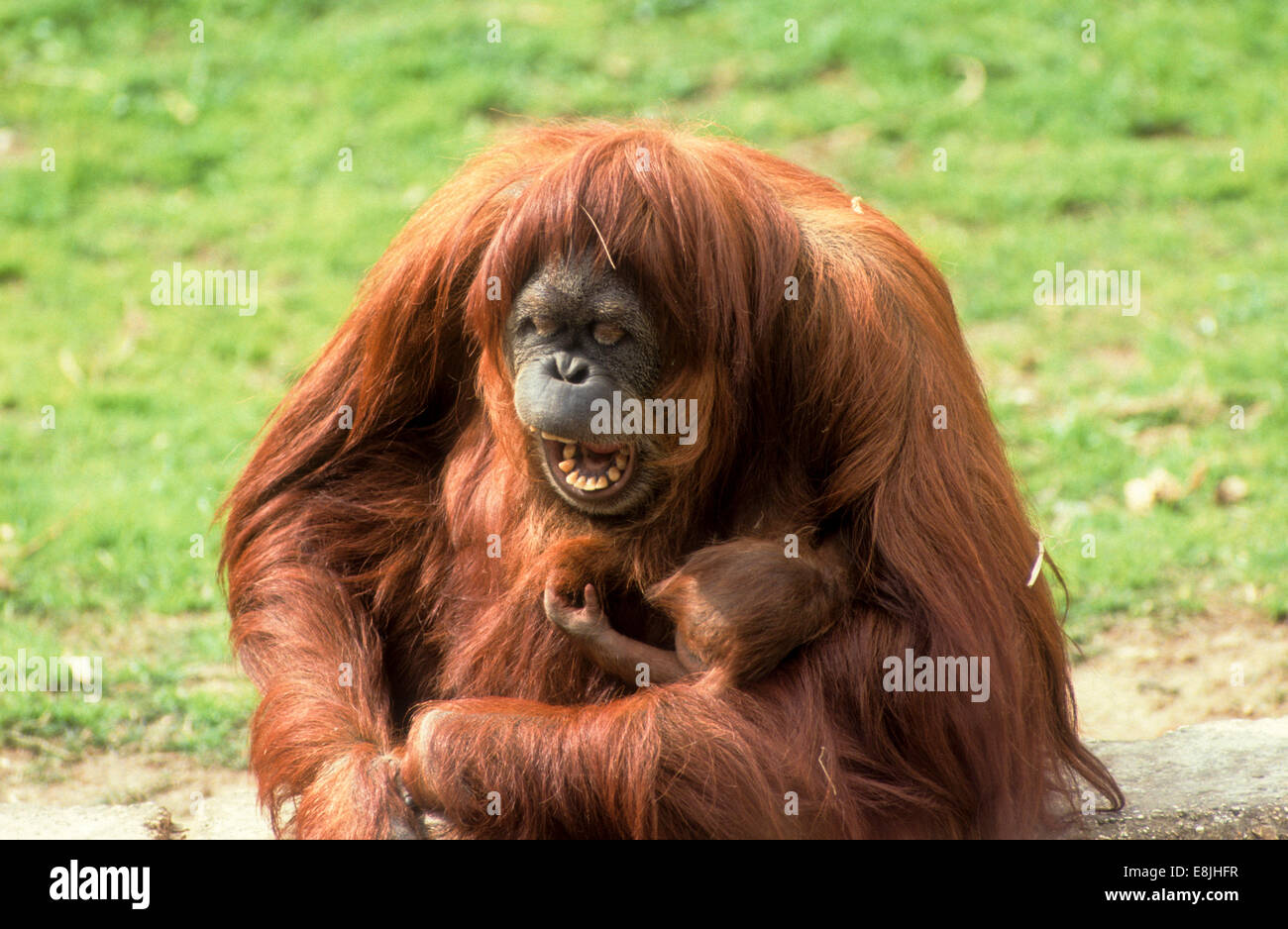 L'orang-outan de Sumatra (Pongo abelii ou Pongo pygmaeus abelii) Mère avec enfant dans un zoo Banque D'Images