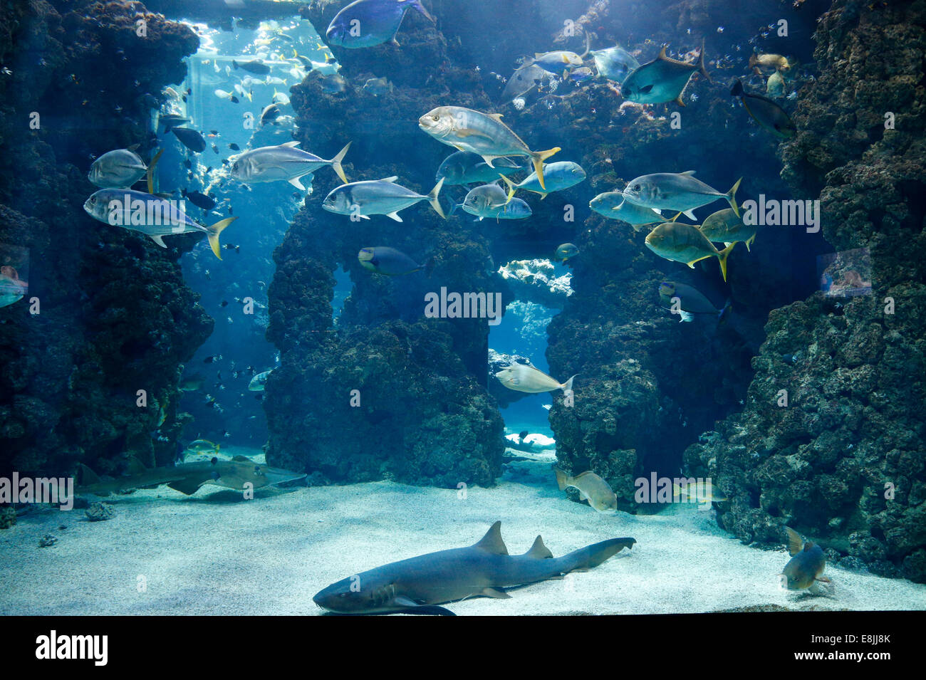 L'aquarium du Musée Océanographique de Monaco. Banque D'Images