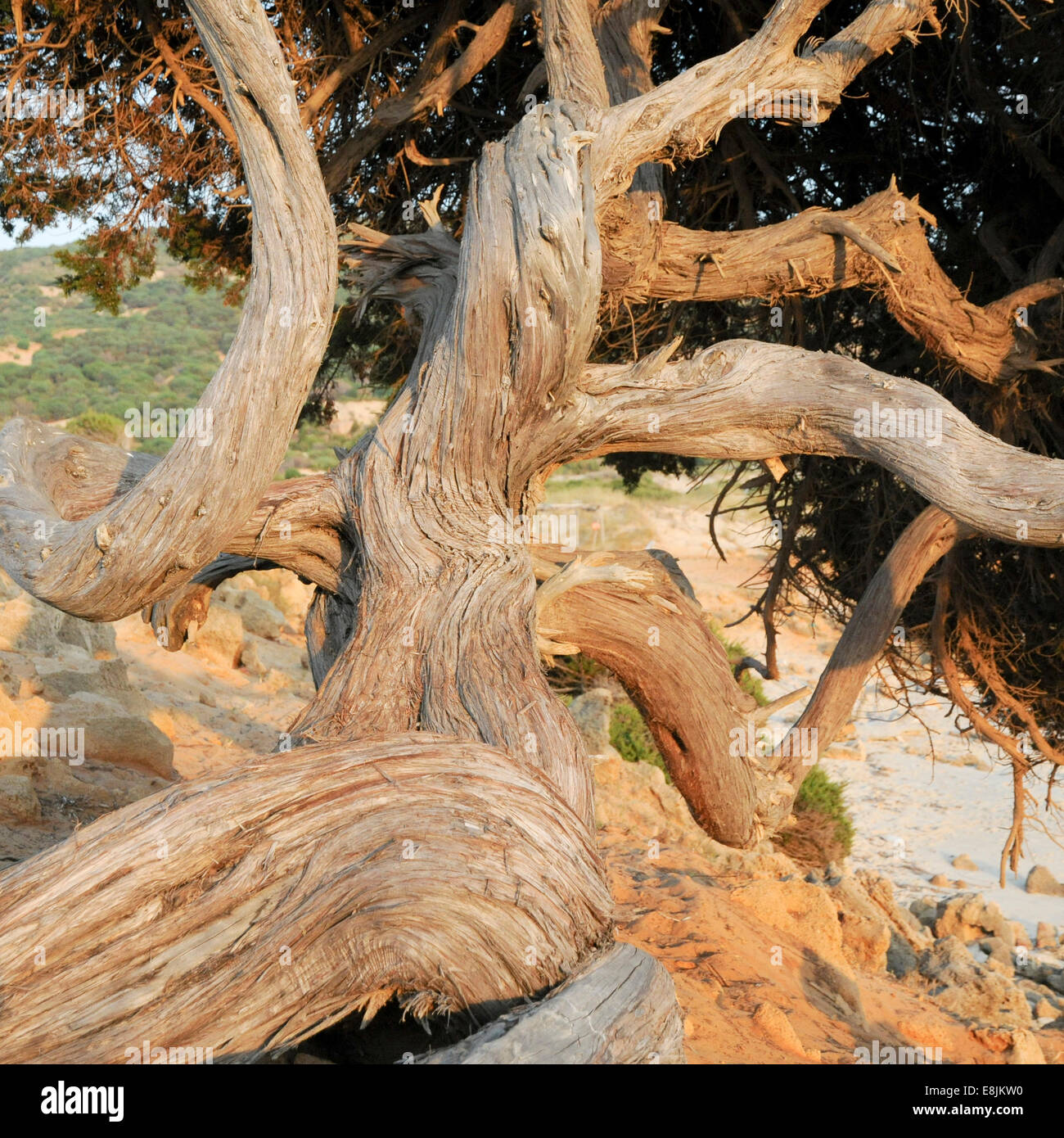 Tronc d'arbre noueux. Banque D'Images