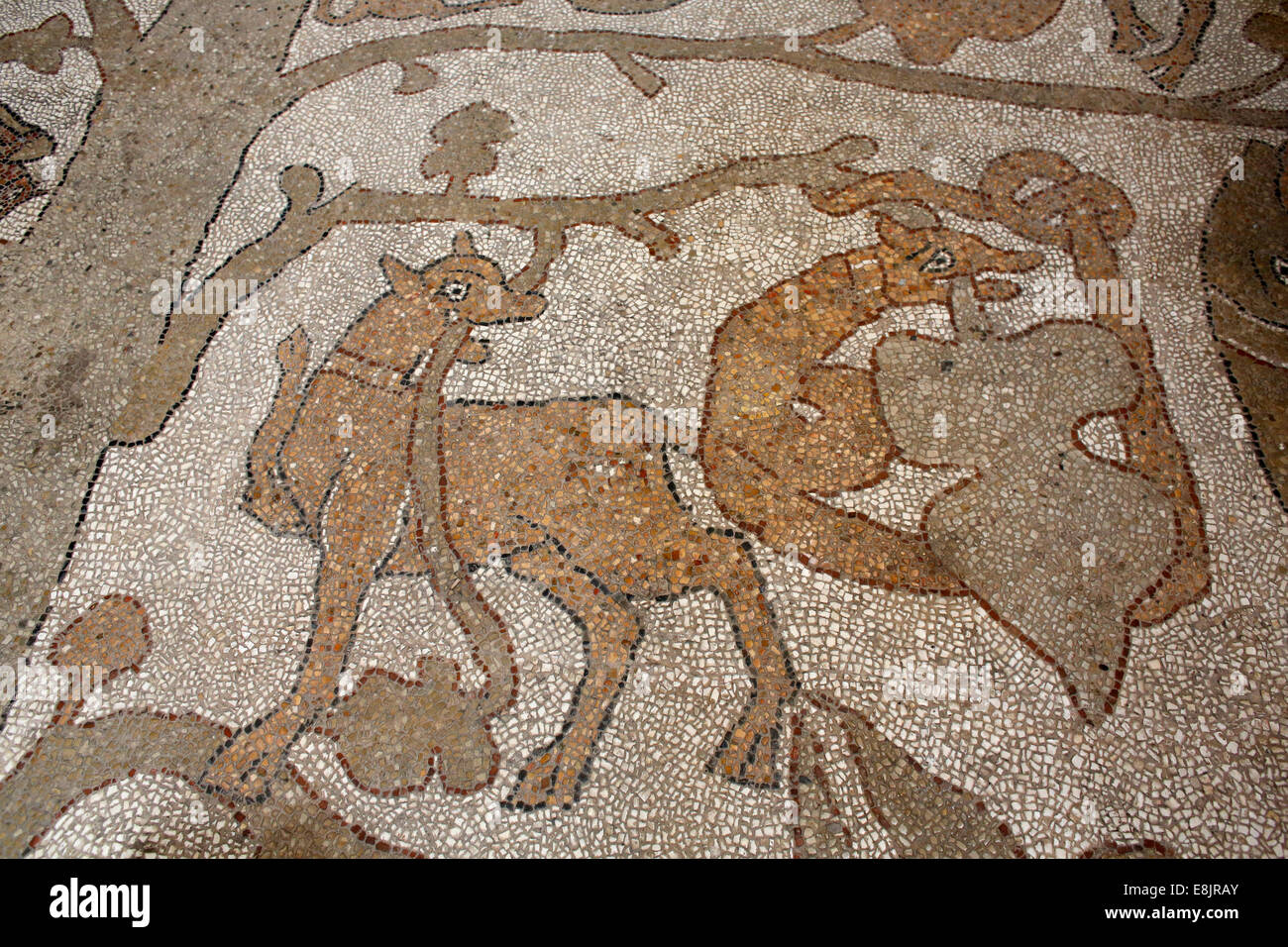 Nef centrale mosaïque sur le plancher d'Otrante Duomo (cathédrale) Banque D'Images