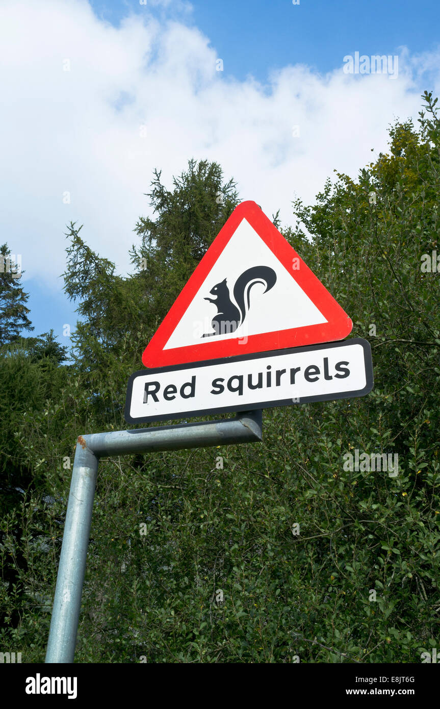 dh Roadsign ROAD Royaume-Uni Angleterre Rouge Squirrel avertissement Road sign cumbria Lake district écureuils Banque D'Images