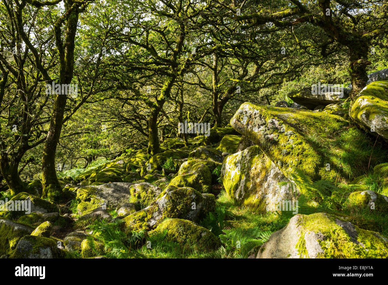 Whistmans woodafternoon Banque D'Images