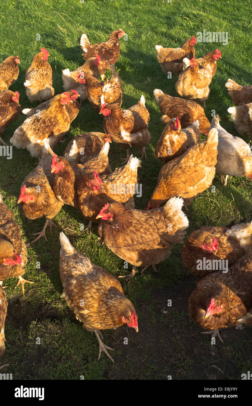 Poule dh UK Free range farm poules pondeuses Gallus gallus domesticus freerange Volaille Poulets Banque D'Images