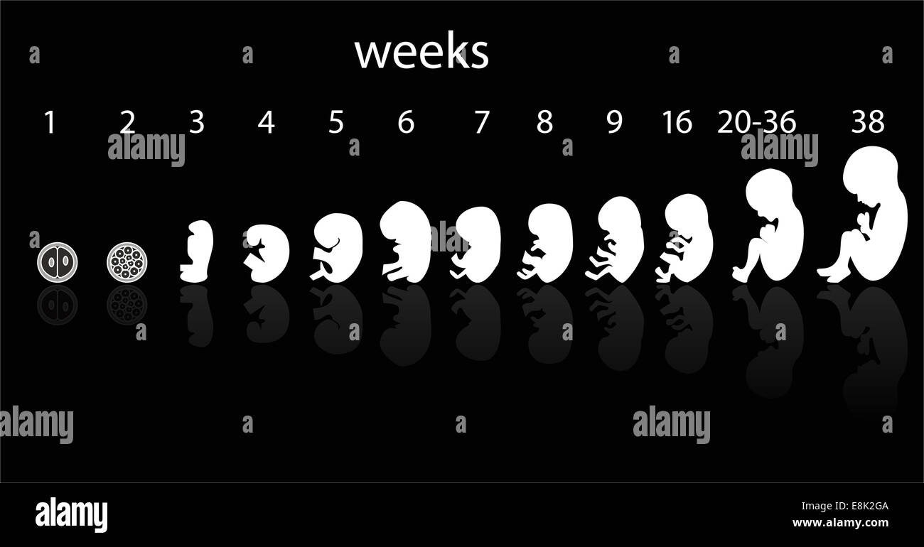 étapes de foetus Banque D'Images