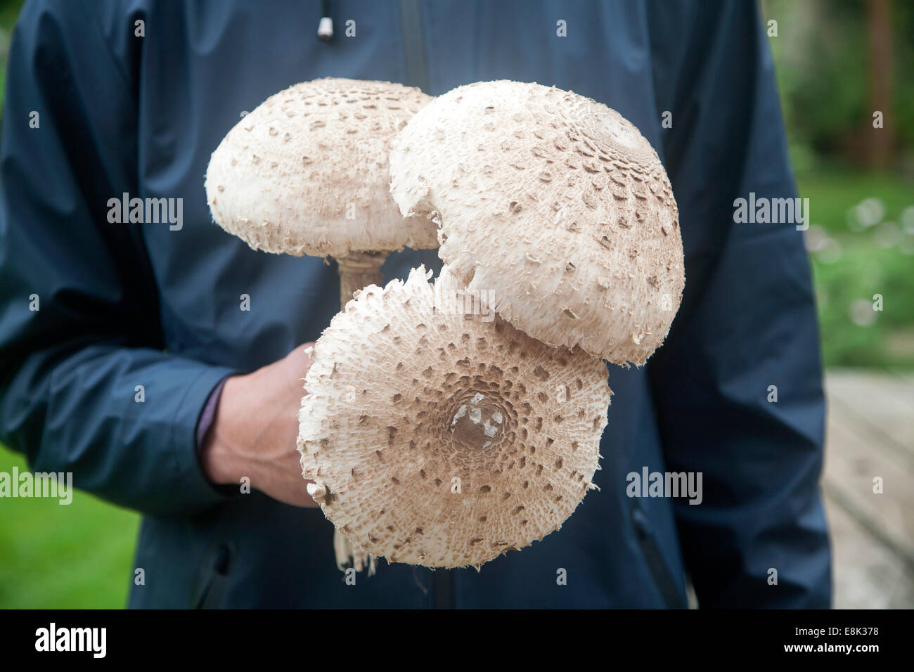 Mid section shot close-up of male holding parasol champignons, Macrolepiota procera, dans ses mains prises dans le Suffolk, Angleterre Banque D'Images