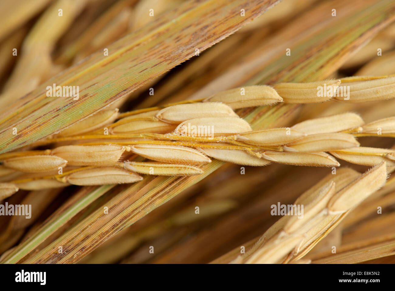 Les grains de riz dans la rangée Banque D'Images