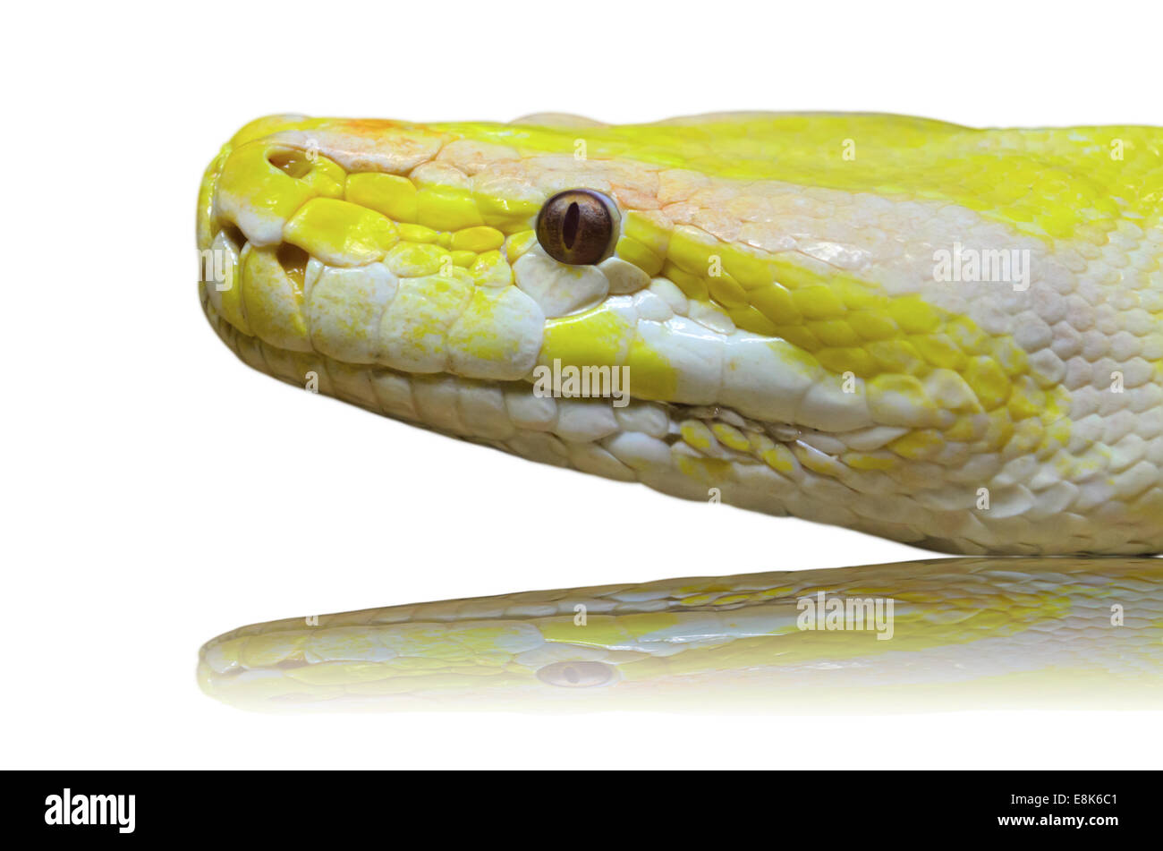 Gros plan d'une tête de serpent python albinos sur fond blanc Banque D'Images