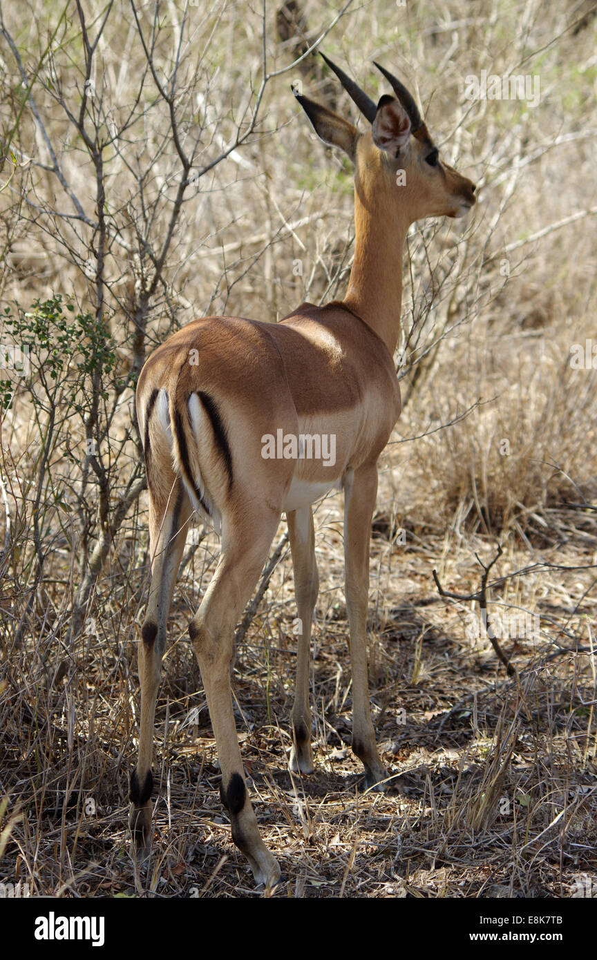 Jeune mâle Impala à Hluhluwe-iMfolozi Park, Afrique du Sud Banque D'Images