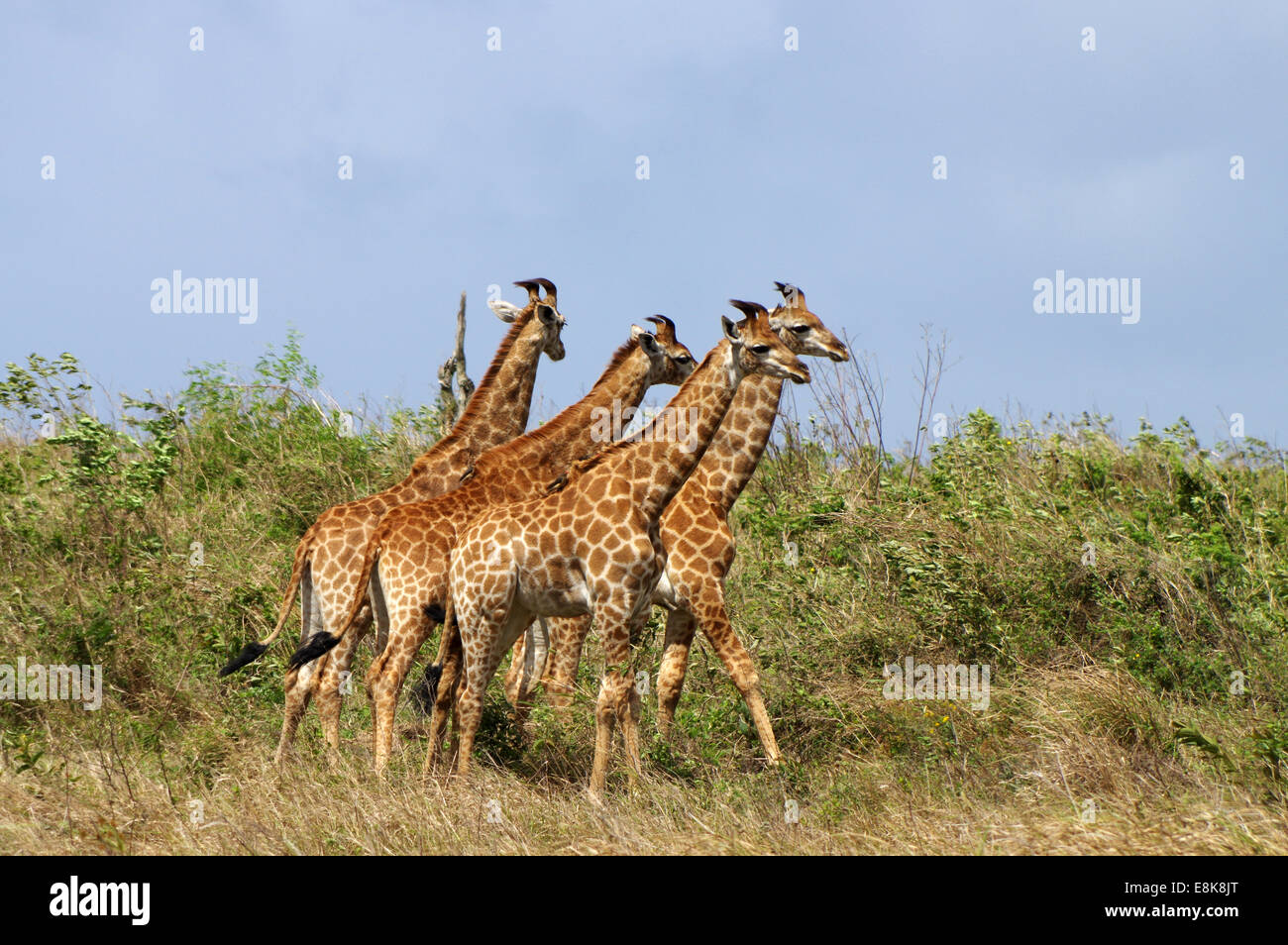 Les jeunes girafes au parc iSimangaliso Wetland Park, Afrique du Sud Banque D'Images