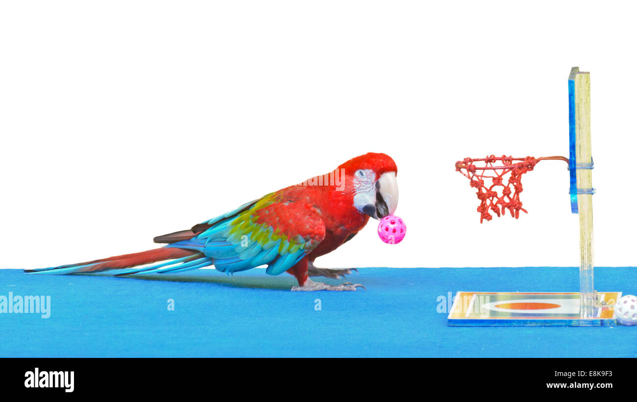 Green-Winged Macaw Ara chloroptera Nom scientifique jouant au basket-ball jouet est amusant sur fond blanc Banque D'Images