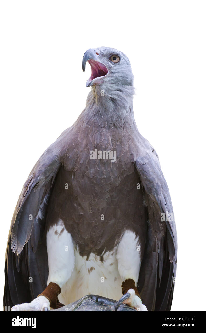 Fish Eagle moindre ( Ichthyophaga humili ) le temps d'attente des chasseurs à chasser Banque D'Images