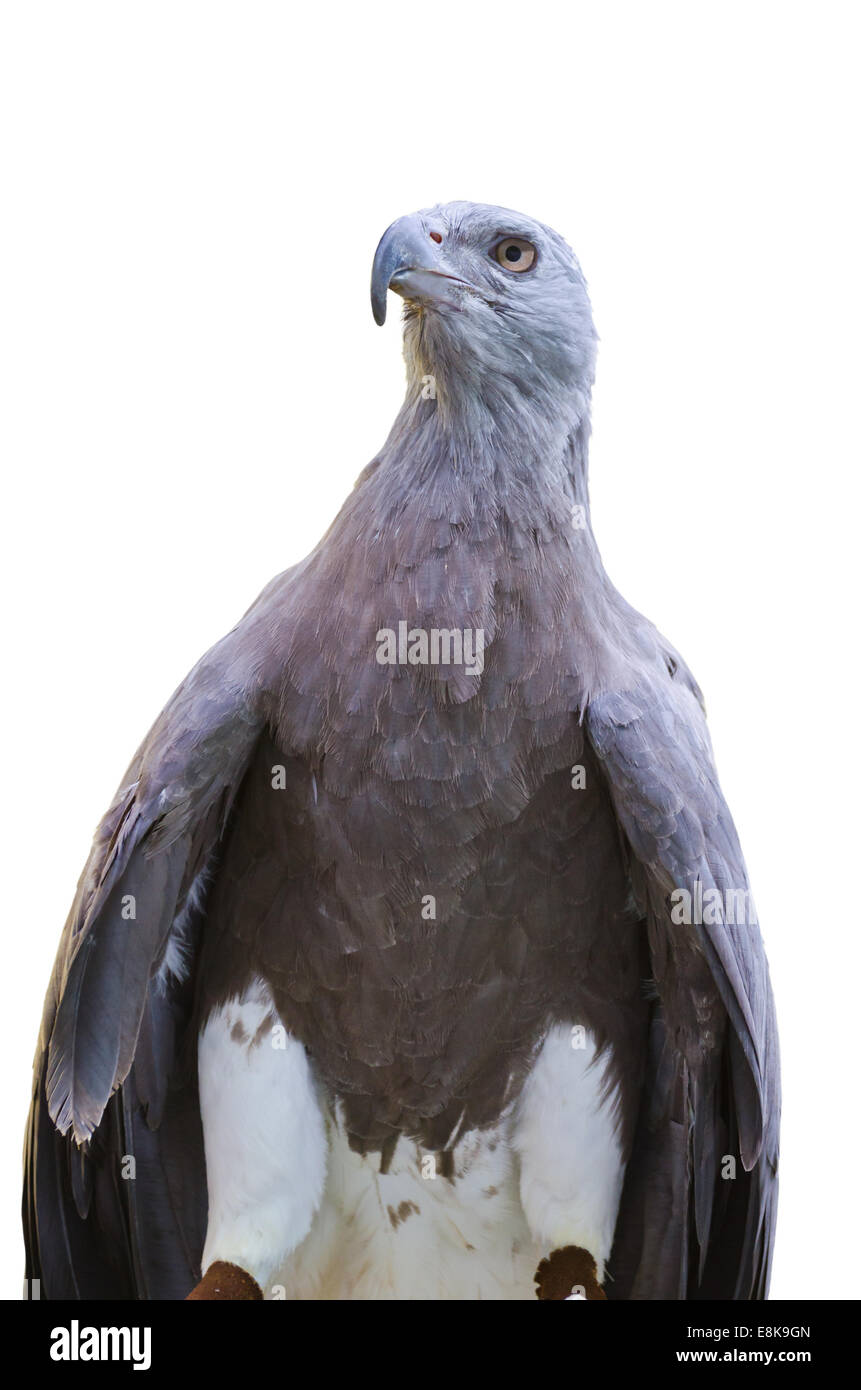 Fish Eagle moindre ( Ichthyophaga humili ) le temps d'attente des chasseurs à chasser Banque D'Images