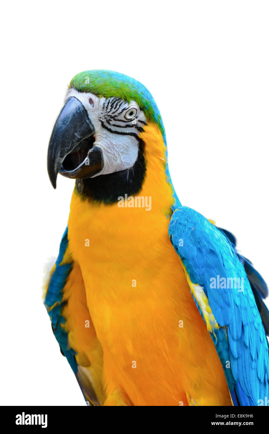 Close up oiseaux colorés sur fond blanc, bleu et or Macaw Ara ararauna nom scientifique Banque D'Images