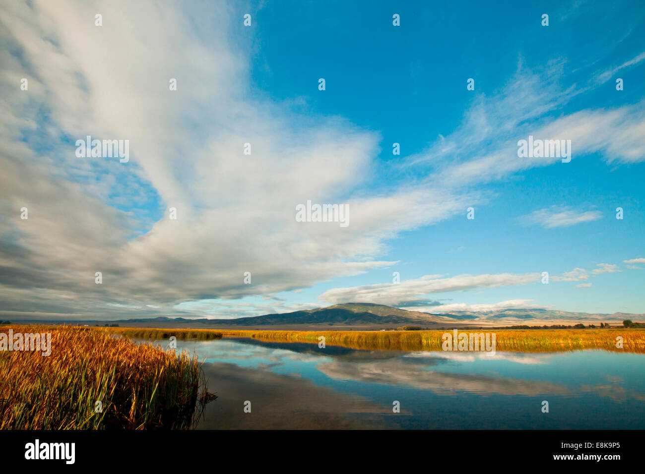 Marais d'eau douce, les quenouilles et les nuages en automne. Banque D'Images