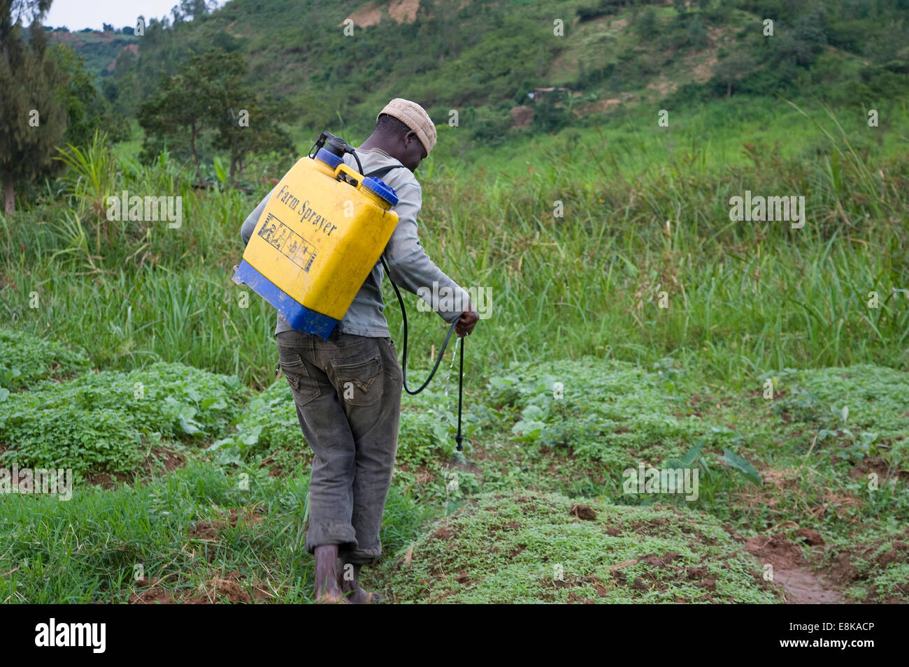 Le RWANDA, NJABORONGO VALLEY : Un homme de pulvérisations de pesticides pour les cultures sur un terrain en Afrique. Banque D'Images
