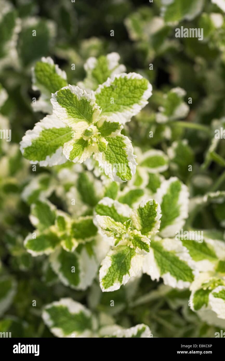 Mentha suaveolens 'Variegata'. Feuilles de menthe ananas poussant dans un jardin d'herbes. Banque D'Images