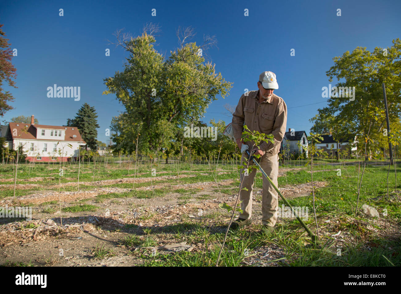 Detroit, Michigan - Mike Score, président de Hantz Woodlands, coupe les mauvaises herbes entre les nouveaux arbres feuillus sur l'entreprise ferme forestière. Banque D'Images