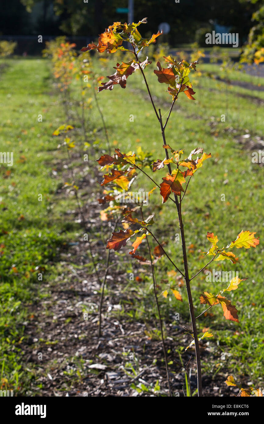 Detroit, Michigan - bois nouvellement planté des arbres sur des terres boisées Hantz ferme forestière urbaine. Banque D'Images