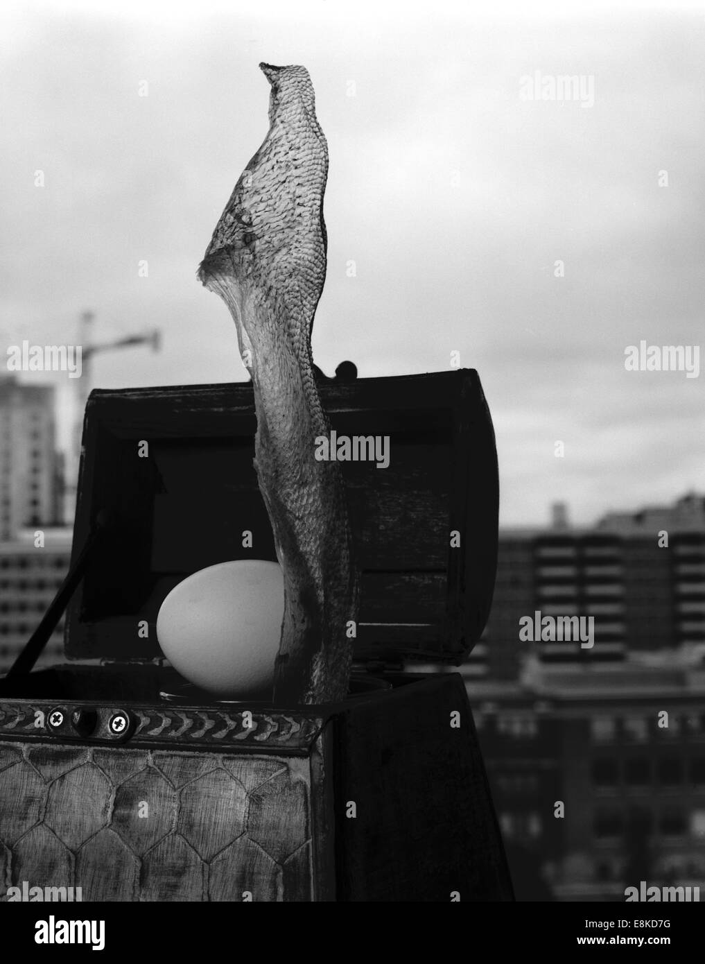 Une peau de poisson sec relevée au-dessus de la ville d'une boîte mystère avec un oeuf Banque D'Images