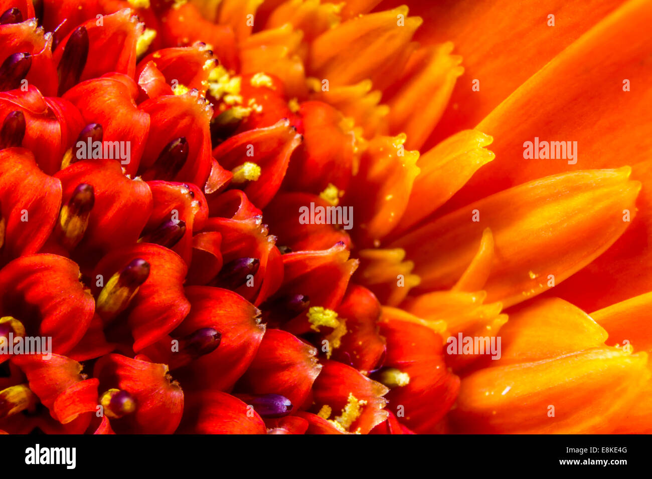 Fleur de chrysanthème orange vif, tête et pétales, Close up macro montrant le pollen. Banque D'Images