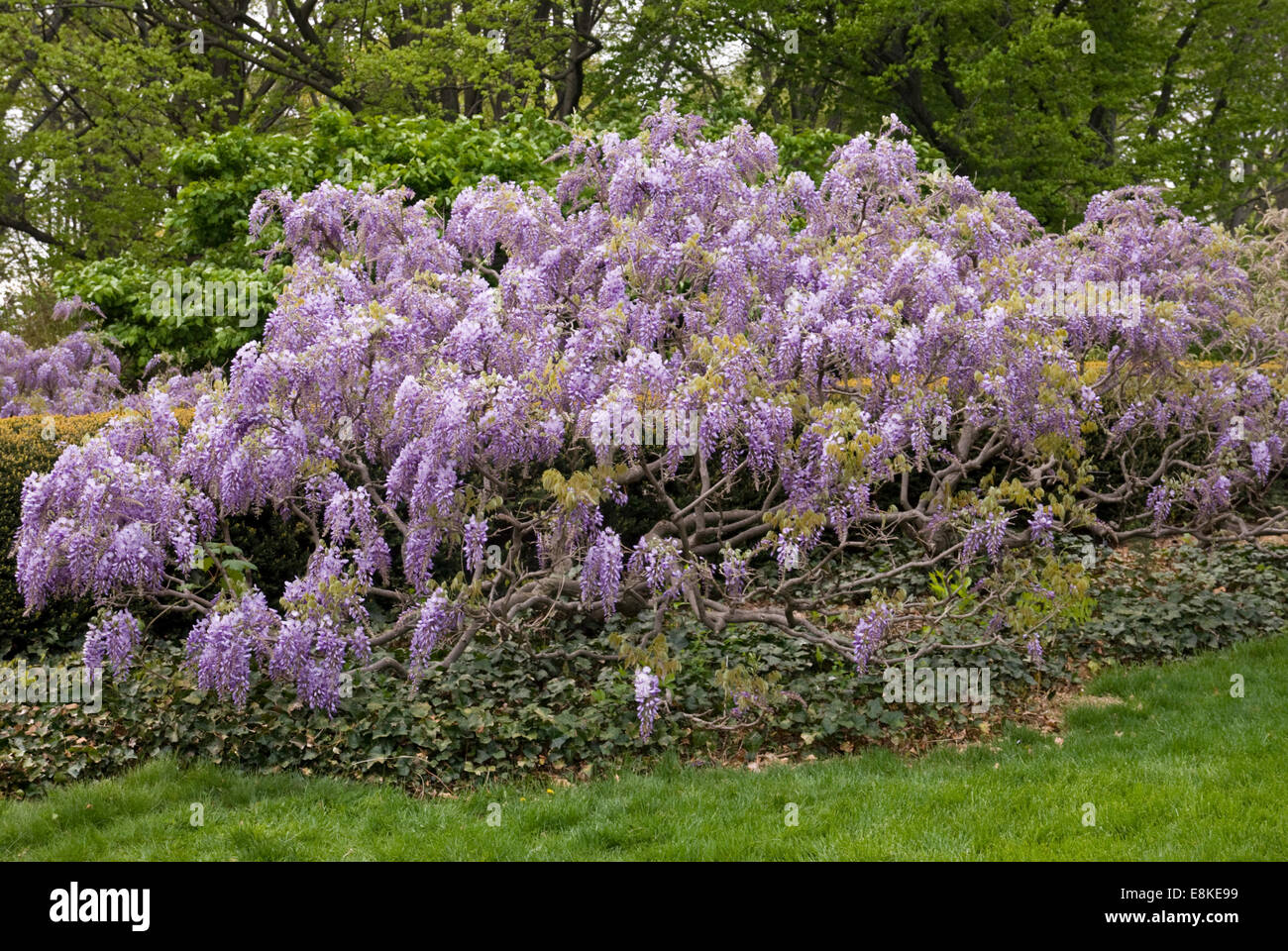 Glycine - Wisteria floribunda japonais 'LAURENT' Banque D'Images