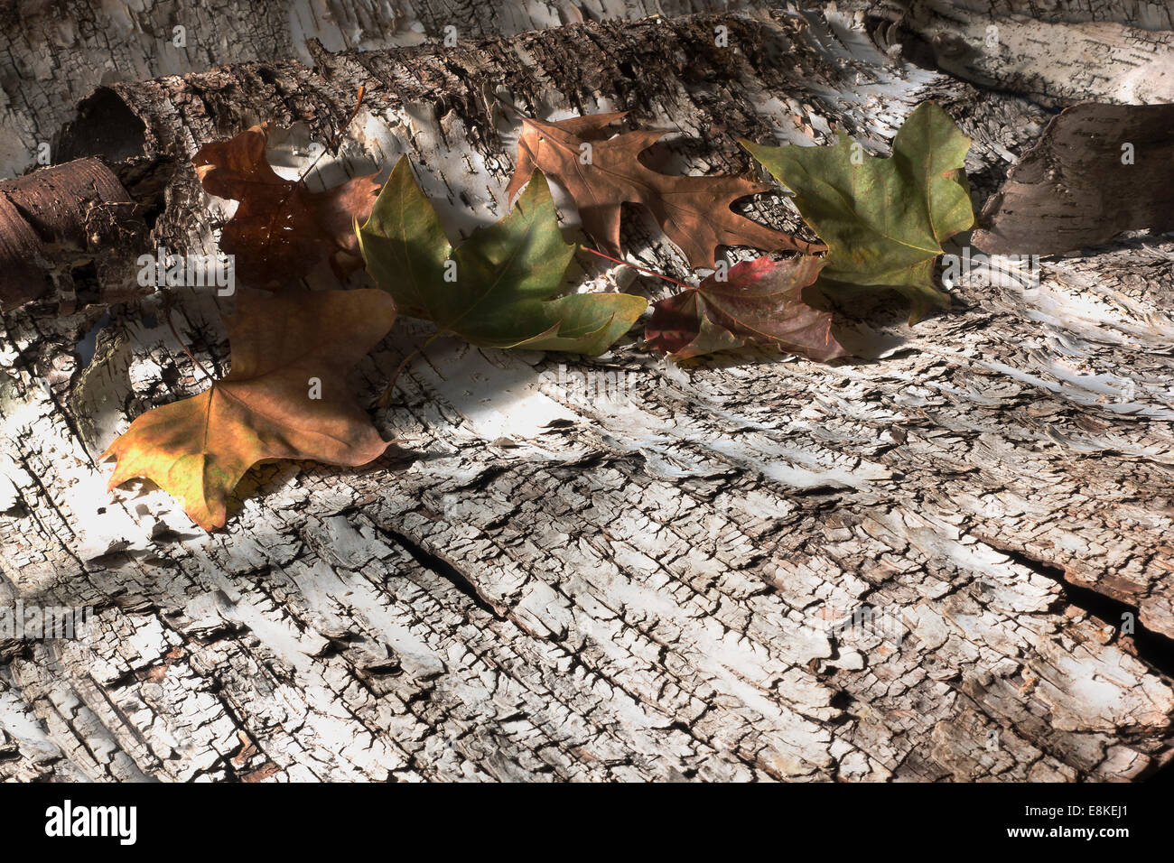 Les feuilles tombées sur une écorce de bouleau Banque D'Images