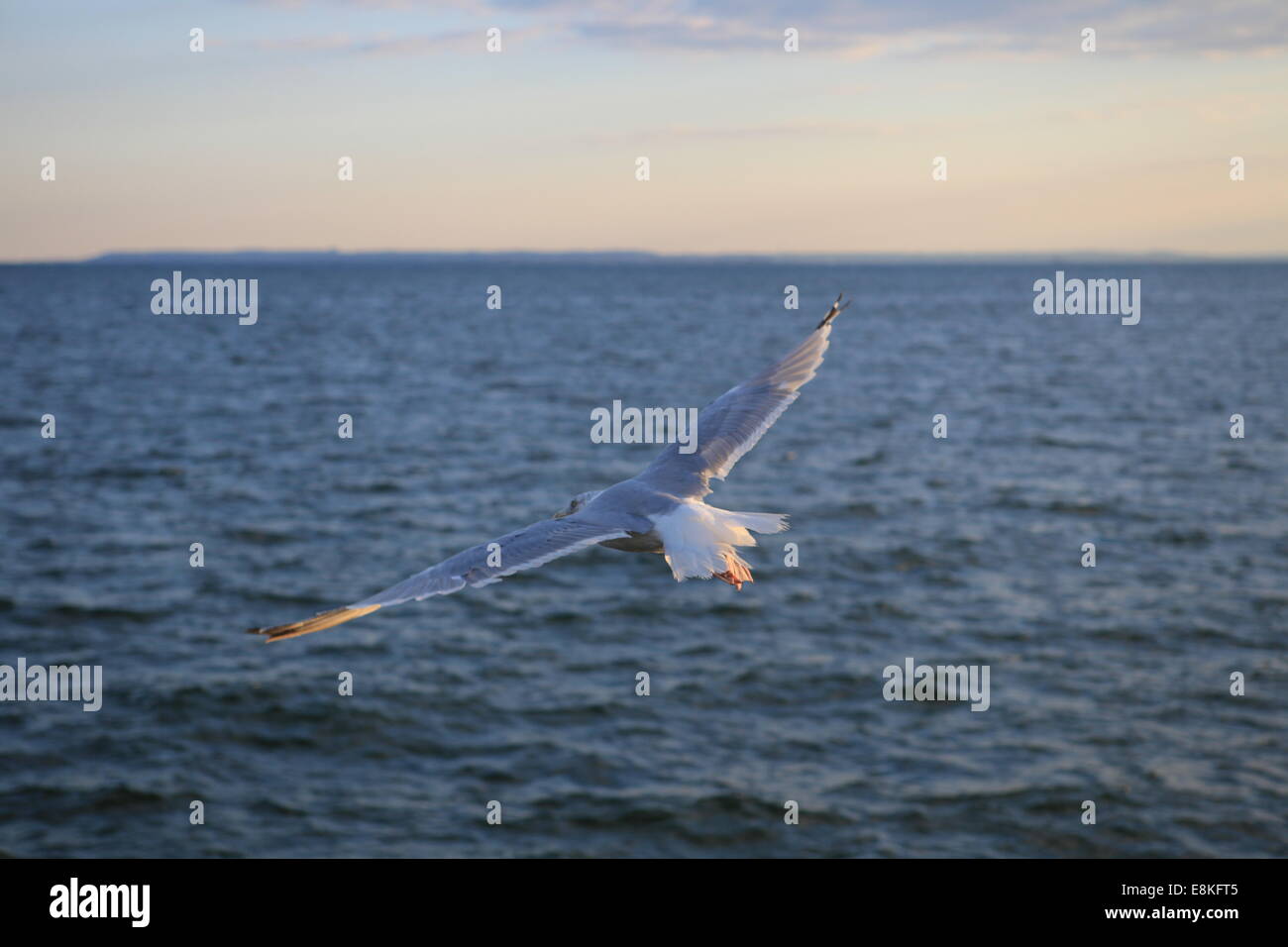 Mouette voler au-dessus de l'océan Banque D'Images