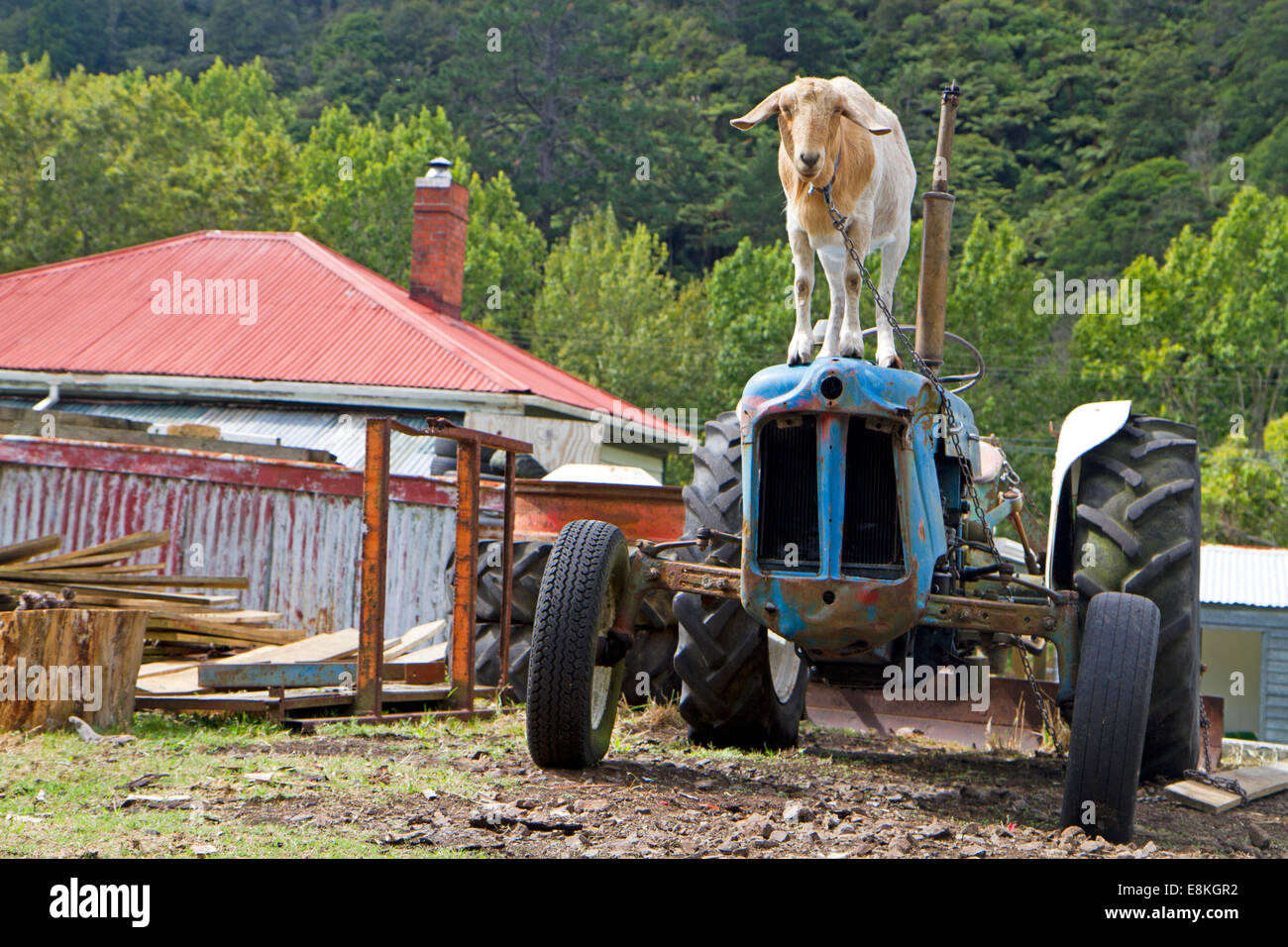 Une chèvre watches le monde passer par du haut d'un tracteur à côté du sentier de la rampe d'Hauraki Banque D'Images