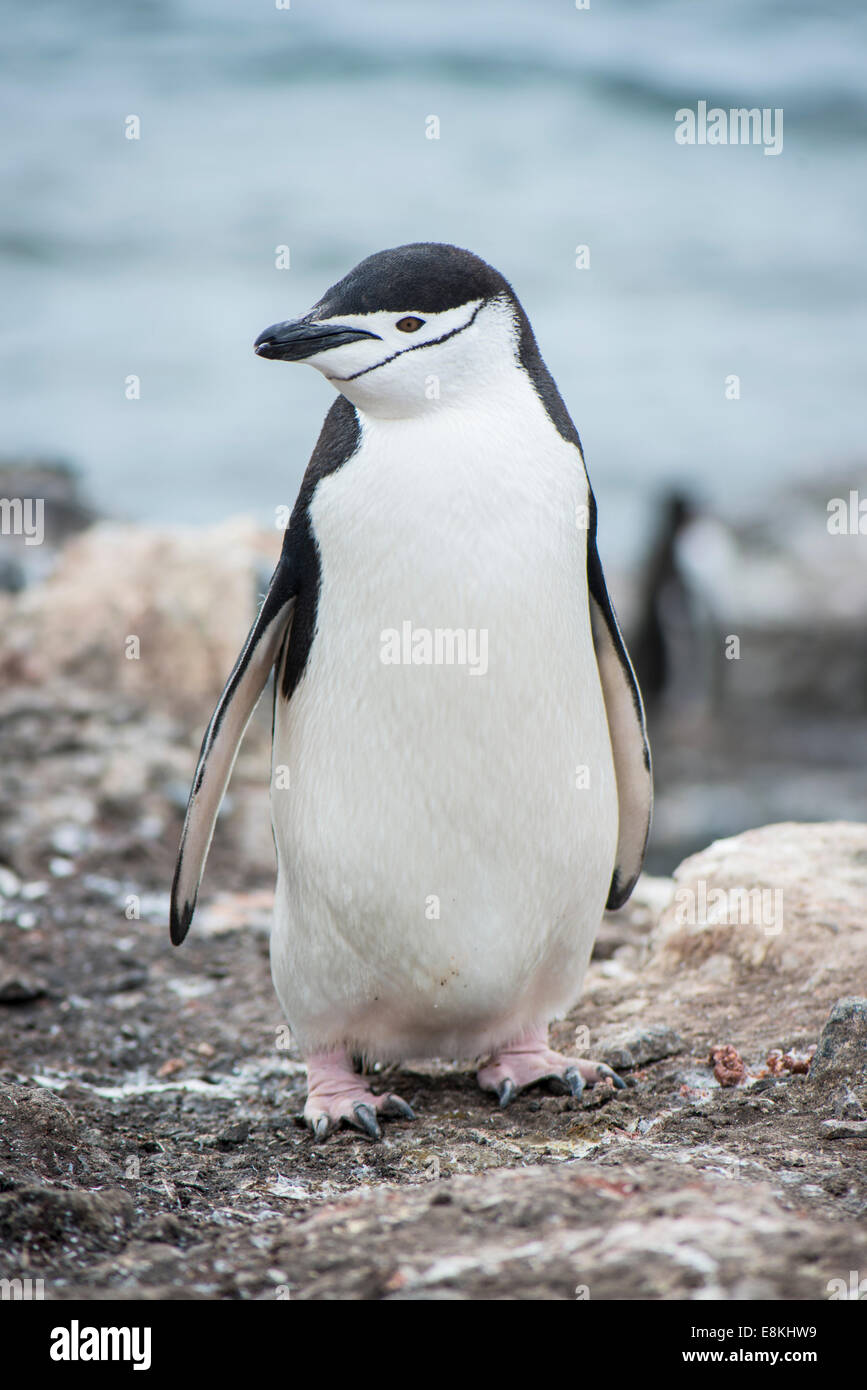 Jugulaire penguin, Antarctique Banque D'Images