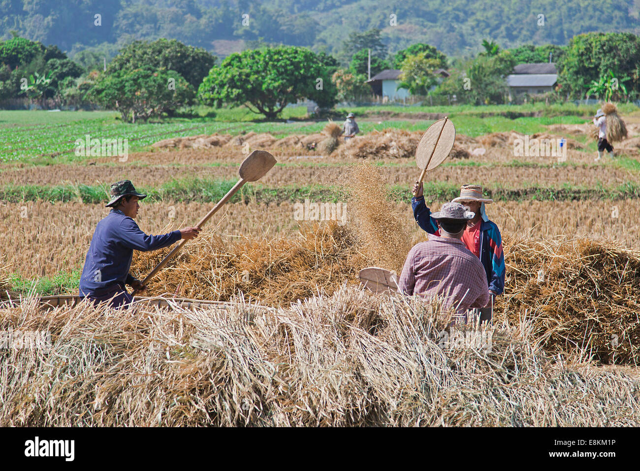 La récolte de riz traditionnel, Thaïlande Banque D'Images