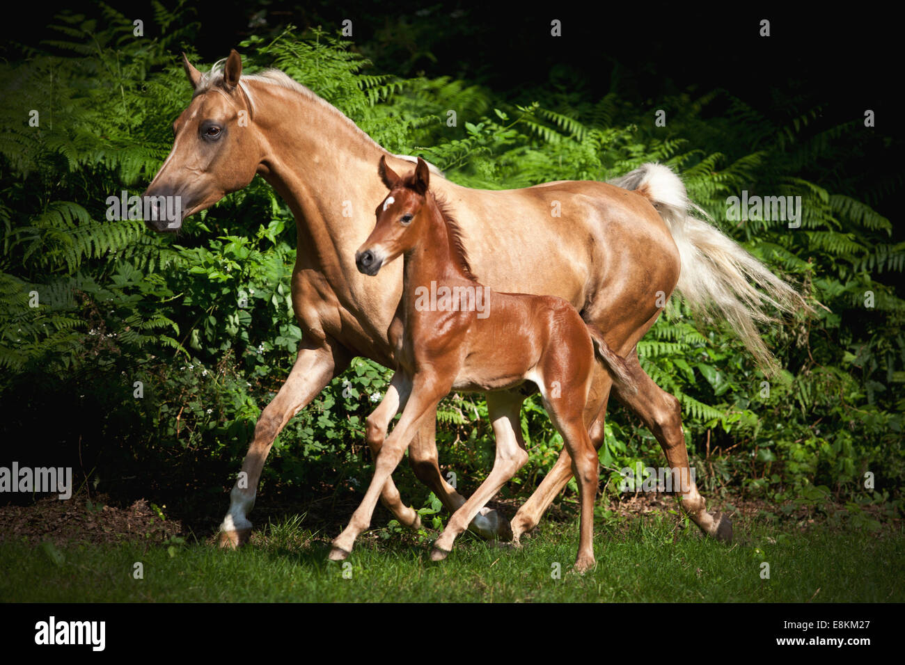 Mare avec Colt, 3 semaines, l'Allemand petit cheval X P.R.E. et allemand petit cheval trotting on meadow Banque D'Images Mare avec Colt, 3 semaines, l'Allemand petit cheval X P.R.E. et allemand petit cheval trotting on meadow Banque D'Images