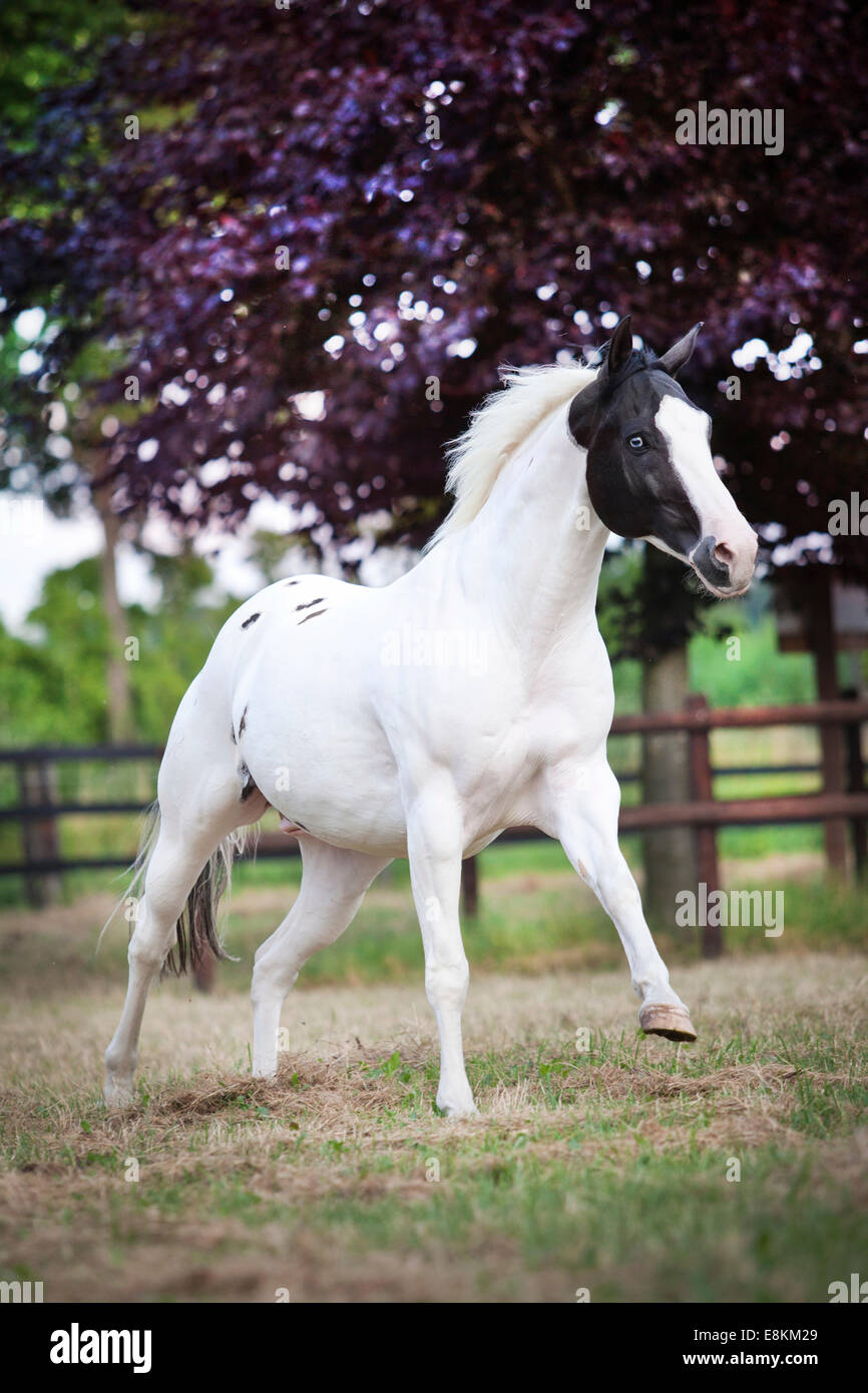 Paint Horse, Black Tobiano, galopant hongre Banque D'Images